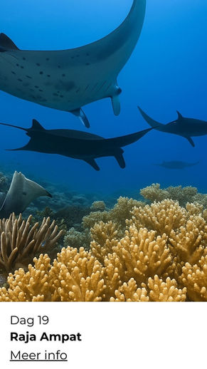 ReisZin maatwerkreis Indonesië snorkelen en duiken – kleurrijk koraalrif en zeeleven - Raja Ampat