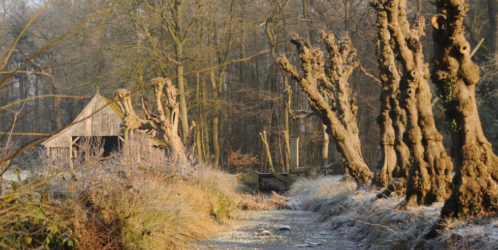Rustige wandelpaden door de bossen van Berg en Dal