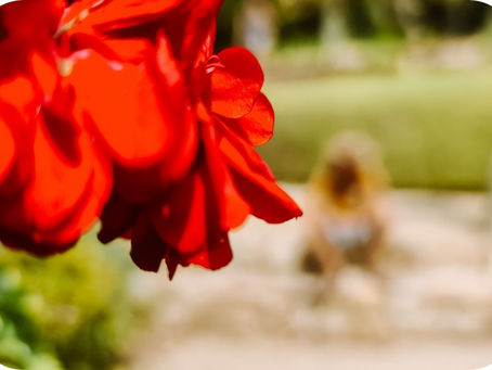 Uitzicht vanaf het Templet de Linne over de Middellandse Zee in Jardín Botánico Marimurtra, de botanische tuin op een klif in Blanes, Costa Brava.