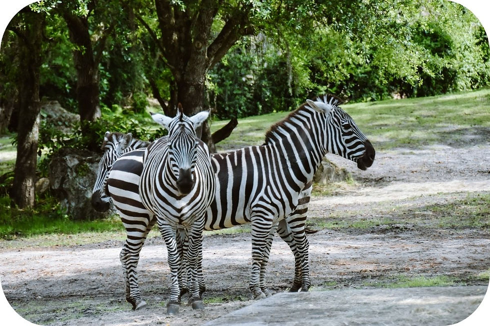 Disney’s Animal Kingdom Florida – safari’s, Pandora, Tree of Life en de mooiste attracties in Disney World Orlando