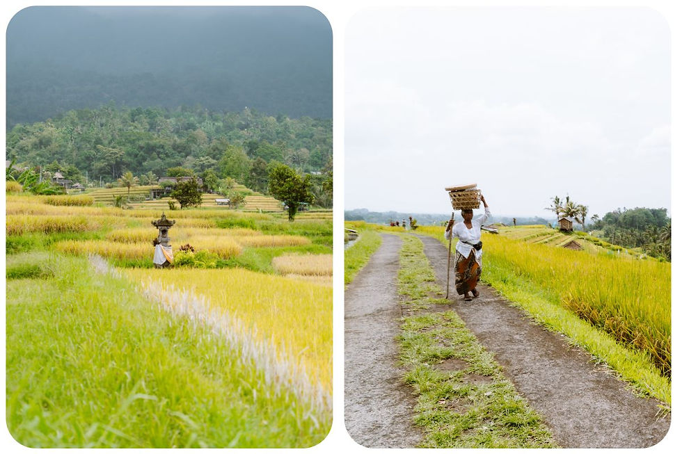Uitzicht over de Jatiluwih Rice Terraces in Bali met groene rijstvelden, subak-irrigatie en de rustige sfeer van het authentieke Bali