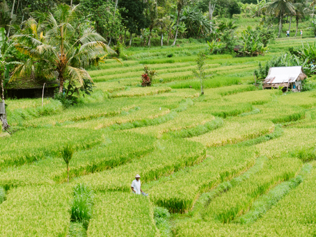Rijstveldenwandeling in Sidemen: het échte Bali op wandelschoenen