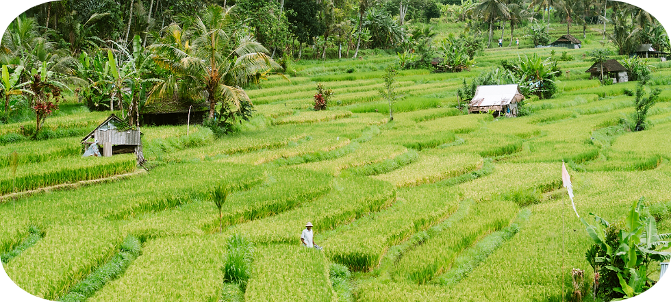 Wandelen tussen de rijstvelden van Sidemen, Bali – een groene, rustige vallei waar je het authentieke dorpsleven en pure natuur ervaart.