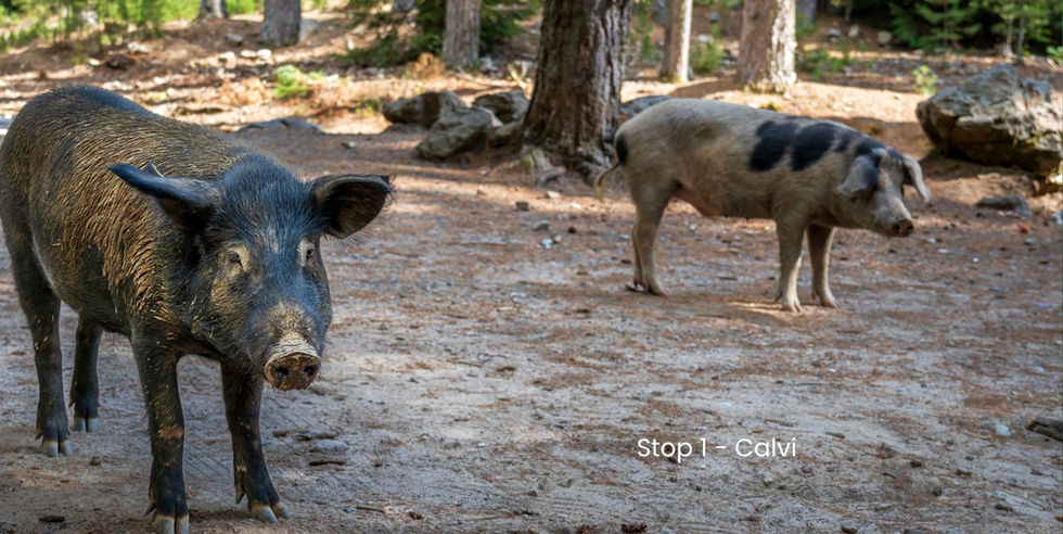 wandelen in zonnig landschap Corsica