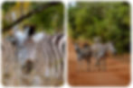 Safari in het Krugerpark tijdens een 2-weekse rondreis door Oost-Zuid-Afrika, met uitzicht op olifanten, savanne en blauwe lucht in Zuid-Afrika.