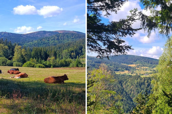 Fotoverslag: wandelen in het Zwarte Woud met ReisActief I September 2026