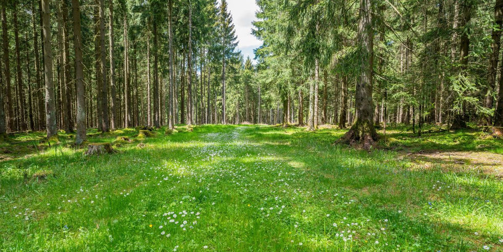 wandelen in Thüringer Wald met kleine groep 50 plus