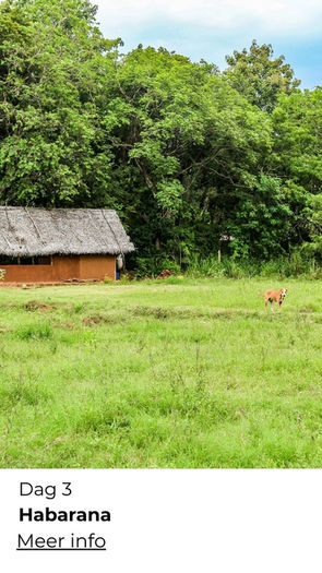 Overwinterreis Sri Lanka met wandelen door theevelden, bergen en dorpen – ReisActief x ReisZin - actief overwinteren Sri Lanka