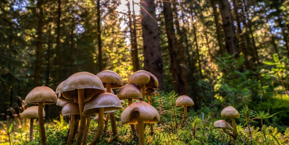 wandelen in Thüringer Wald Schneekopf uitzichtpunt