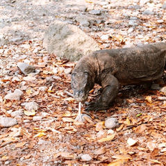 Komodo eiland: op avontuur tussen draken, droombaaien en duizend tinten blauw
