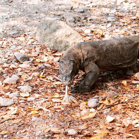 Komodo eiland: op avontuur tussen draken, droombaaien en duizend tinten blauw