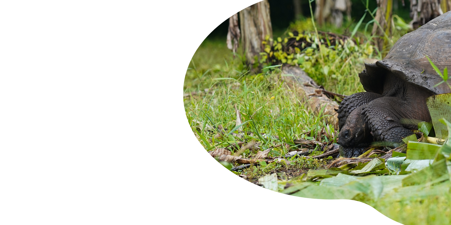 Reis door Ecuador: van kleurrijke markten en vulkanen tot tropisch regenwoud en de unieke dierenwereld van de Galápagos.