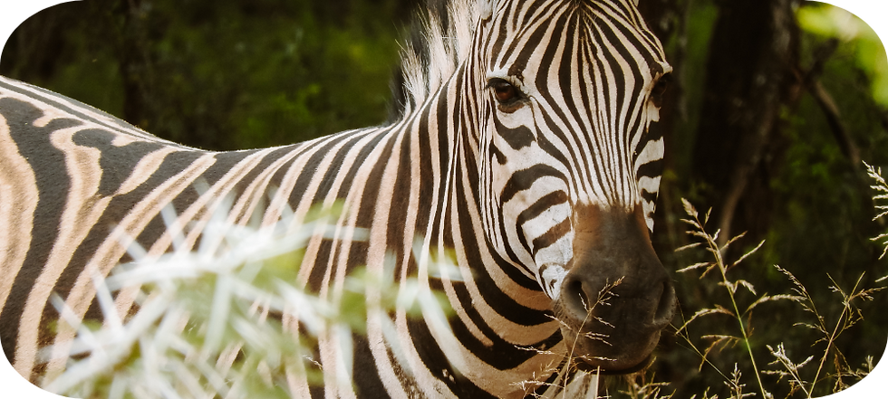Zebra’s in het wild in Spioenkop Dam Nature Reserve – een kleinschalig wildpark in KwaZulu-Natal, Zuid-Afrika, ideaal voor een rustige safari in de natuur.