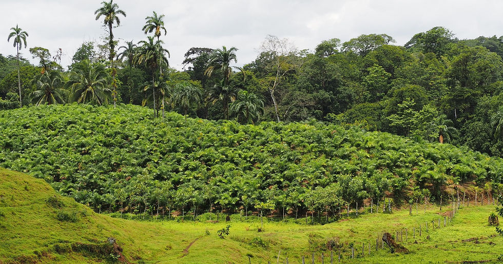 Genieten van een actieve rondreis door het groene Costa Rica