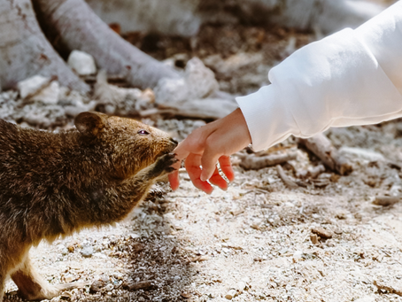 Alles over de quokka – het gelukkigste dier ter wereld (en hoe jij ‘m respectvol kunt ontmoeten)