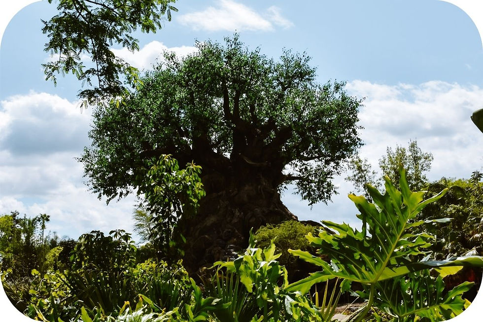 Disney’s Animal Kingdom Florida – safari’s, Pandora, Tree of Life en de mooiste attracties in Disney World Orlando