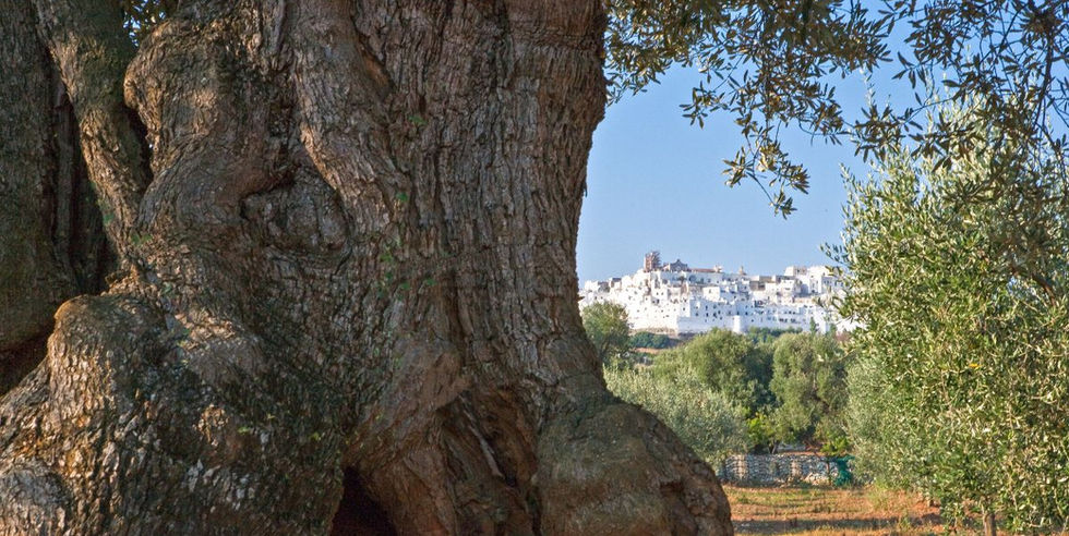 Wandelen door het authentieke Zuid-Italië tijdens een groepswandelreis in Puglia