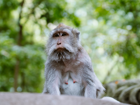 Monkey Forest Ubud – Een magisch stukje jungle midden in de stad
