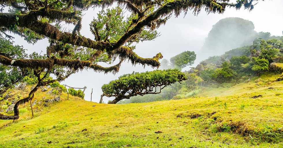 Wandelen op Madeira tussen groene bergen en spectaculaire uitzichten