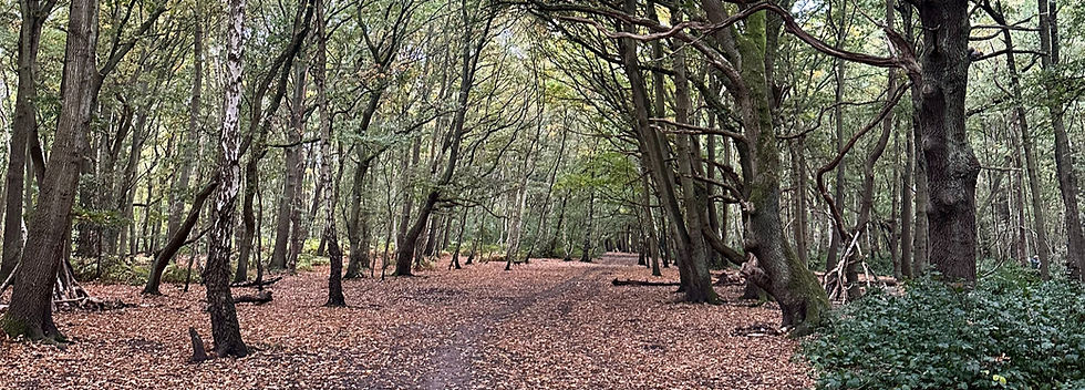 Wimbledon Common scenery.