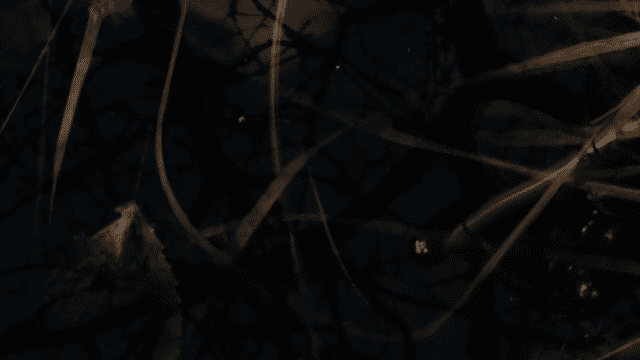 CARNET PERCU (ENG SUB.)-low.gif