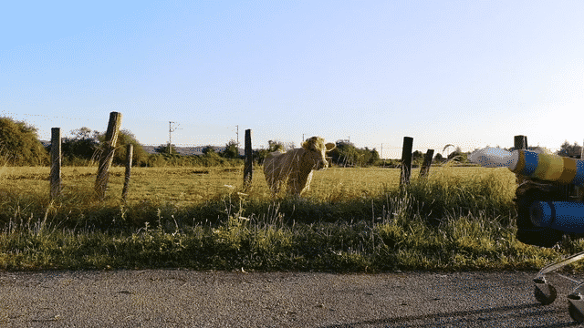Course à pas cher - le film-low.gif