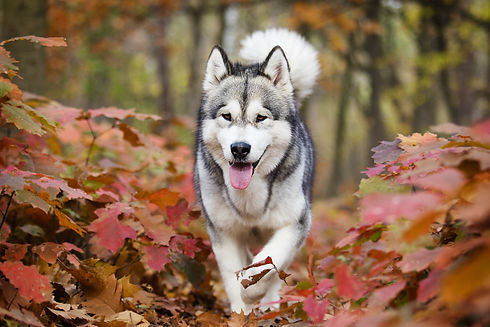 AdobeStock_230849009.jpeg