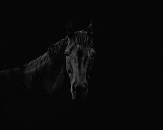 Horse.jpeg