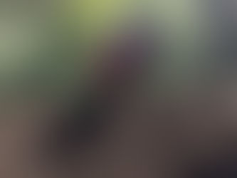 MXGP: Langenfelder vence a MX2 e diminui diferença de pontos na briga pelo campeonato