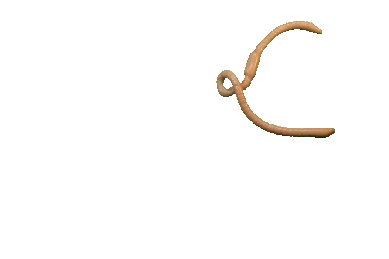 wormgif.gif