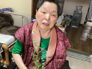 冬の園芸療法　カモミール編⑪