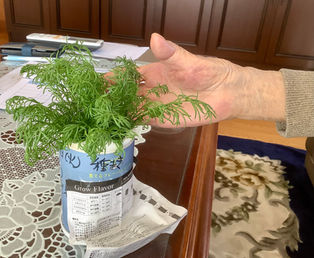 冬の園芸療法　カモミール編⑦