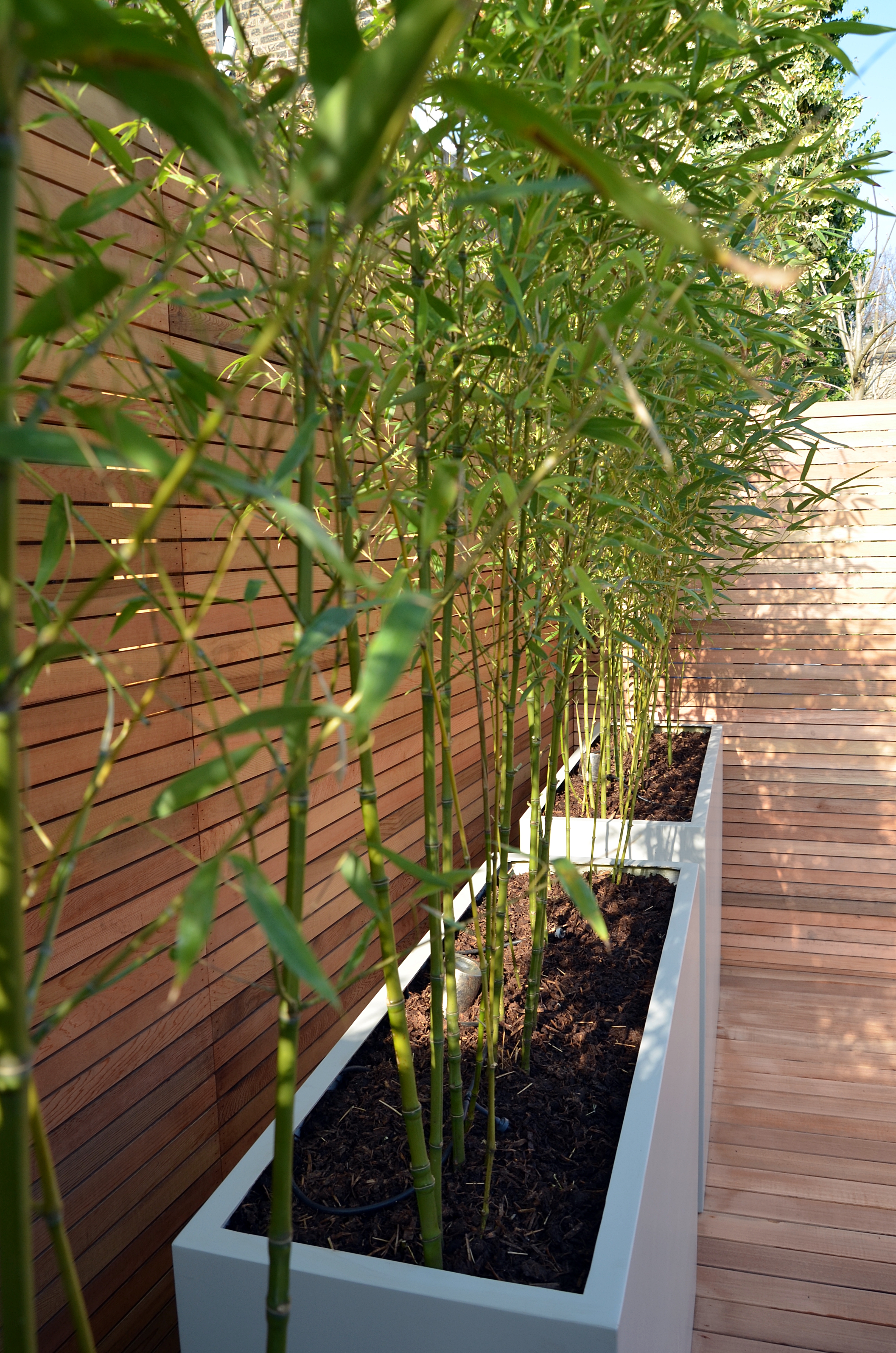 Garden builders Anewgarden Modern contemporary style London grey planter bamboo