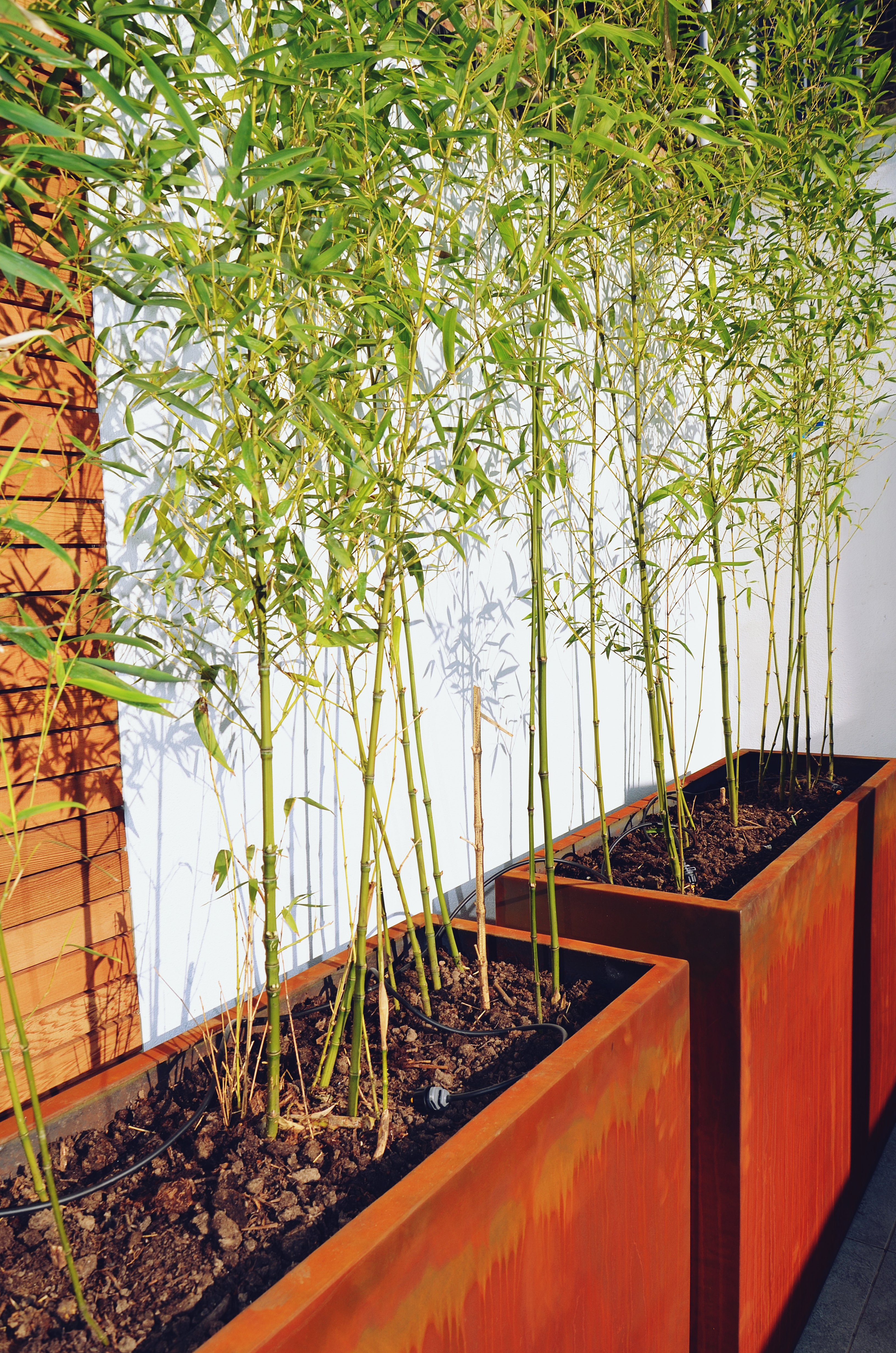 Garden builders Anewgarden Modern contemporary style London corten planter with bamboo
