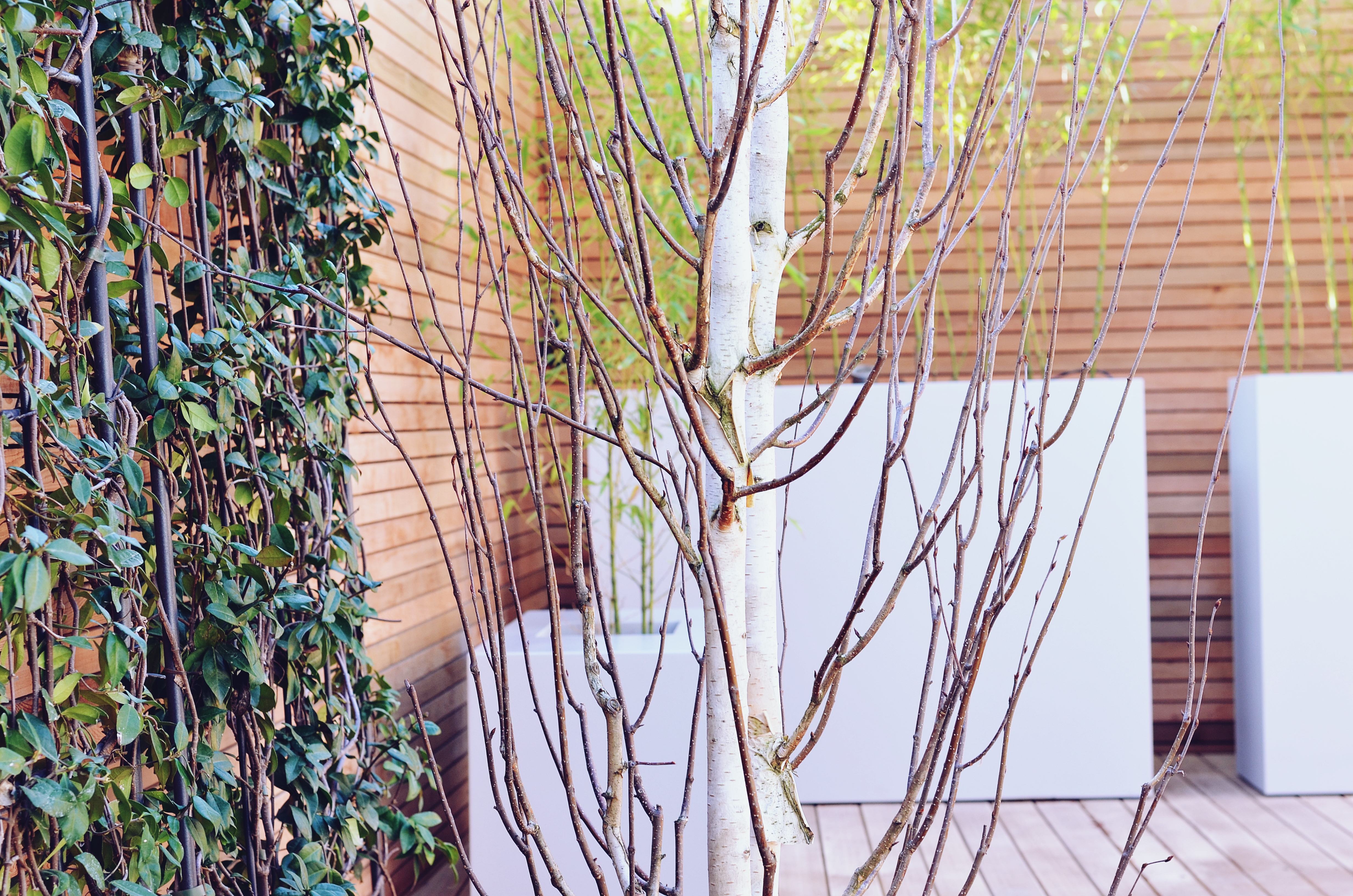 Garden builders Anewgarden Modern contemporary style London silver birch