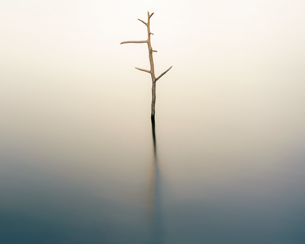 Galho seco solitário emergindo da água calma, com reflexo difuso, em fundo minimalista bege e azul.