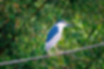 Savacu em galho durante expedição fotográfica Cananéia.