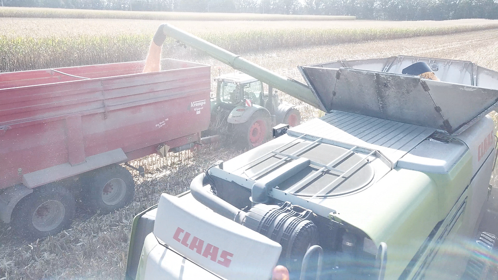 Mähdrescher CLAAS Maisernte Überladeschnecker