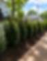 Privacy hedge landscaping in Charlotte NC backyard
