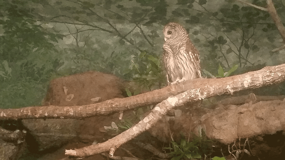 Owl