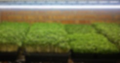 image1 (4).jpeg
