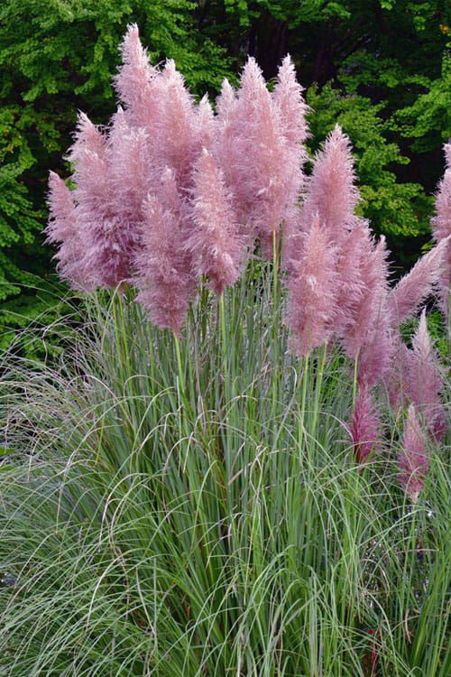 Thumbnail: Cortaderia Sellona (Pampas Grass) - Pink Feathers