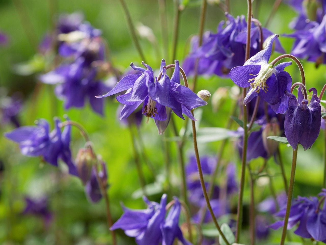 Aquilegia (Columbines) - Blue