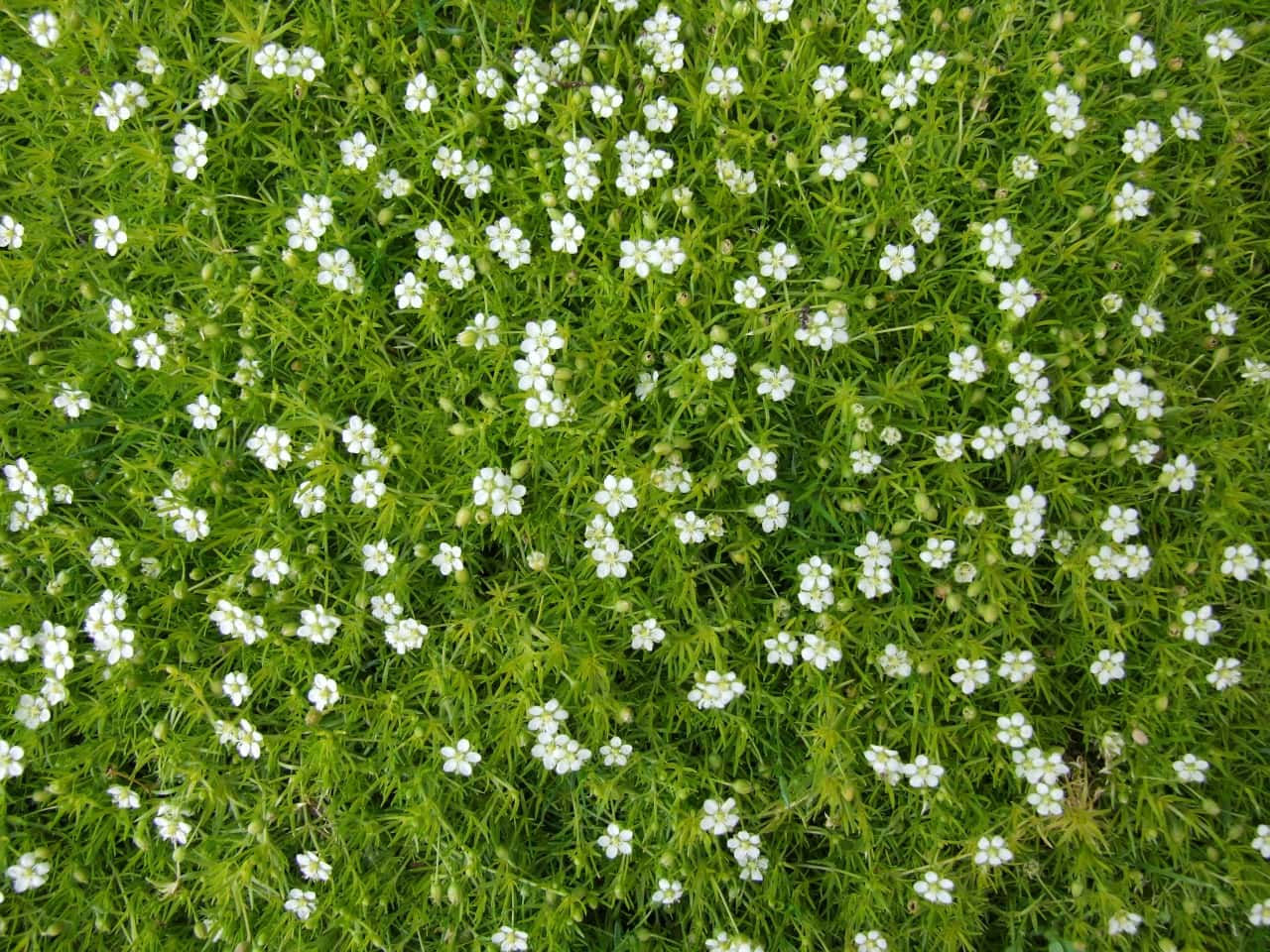Sagina Subulata (Irish Moss)