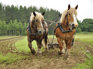 Two draft horses in harness ploughing a field