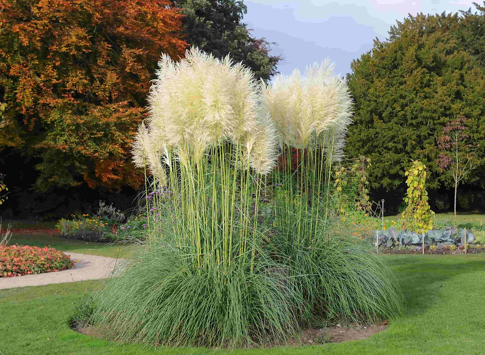 Thumbnail: Cortaderia Sellona (Pampas Grass) - White Feathers