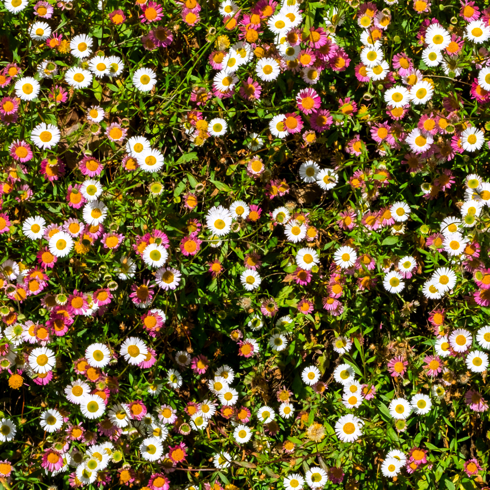 Erigeron Karvinskianus (Mexican Fleabane)