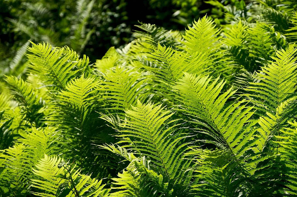 Thumbnail: Dryopteris Filix-mas (Male Fern)