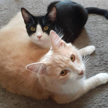pet4.jpg