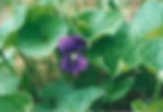 purpleviolet